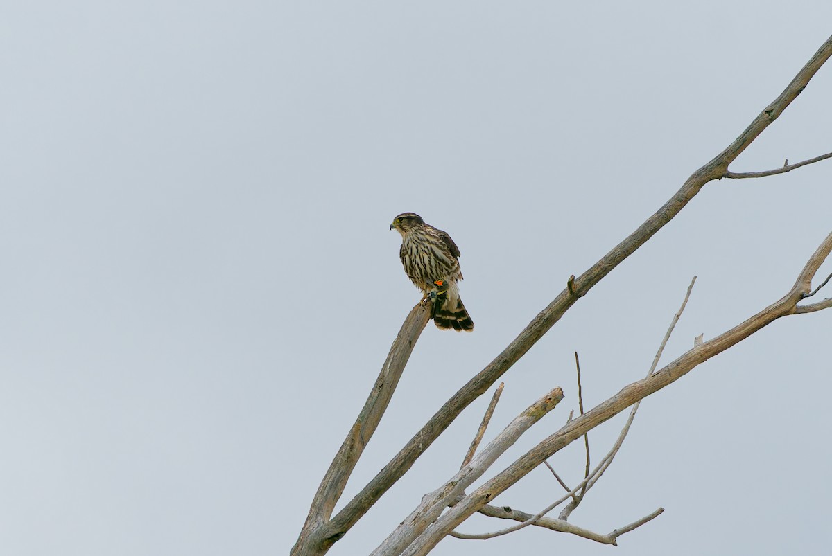 Merlin - ML644951241