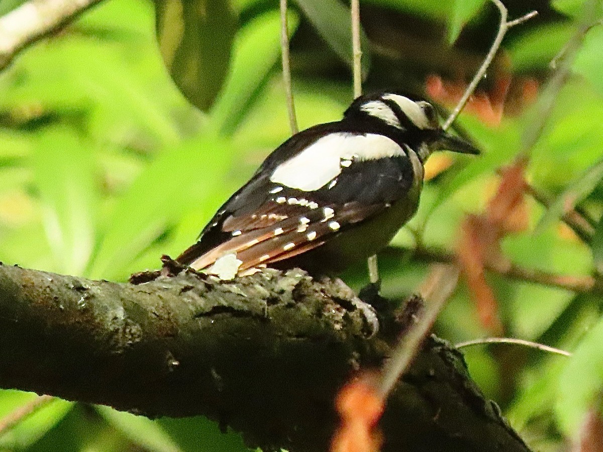 Great Spotted Woodpecker - ML644951243