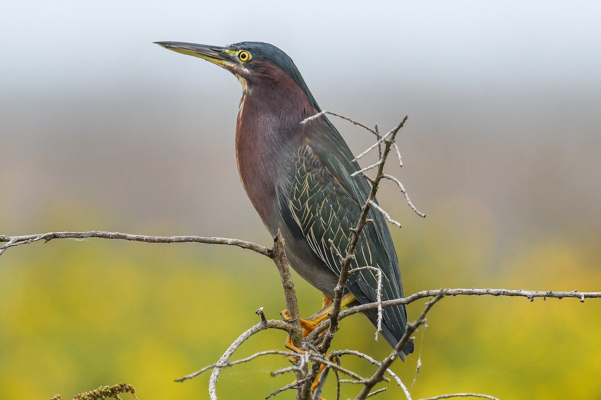 Green Heron - ML644951245