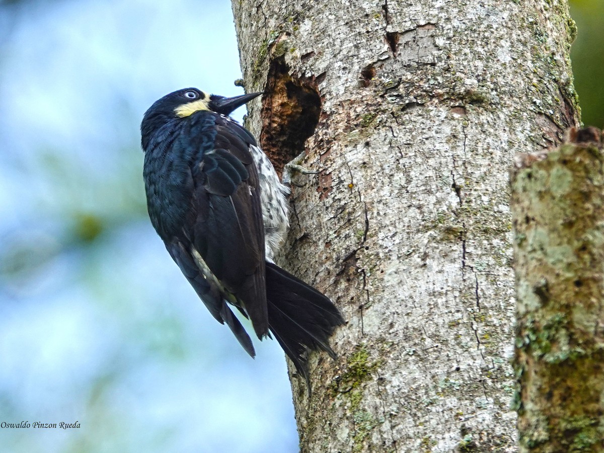 Acorn Woodpecker - ML644951248
