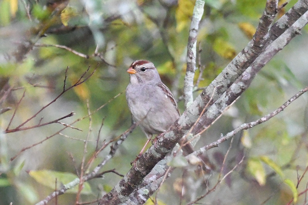 White-crowned Sparrow - ML644951265