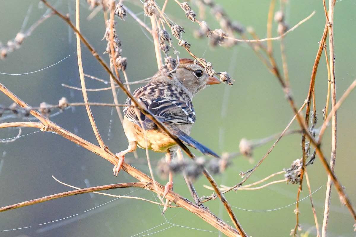 White-crowned Sparrow - ML644951266