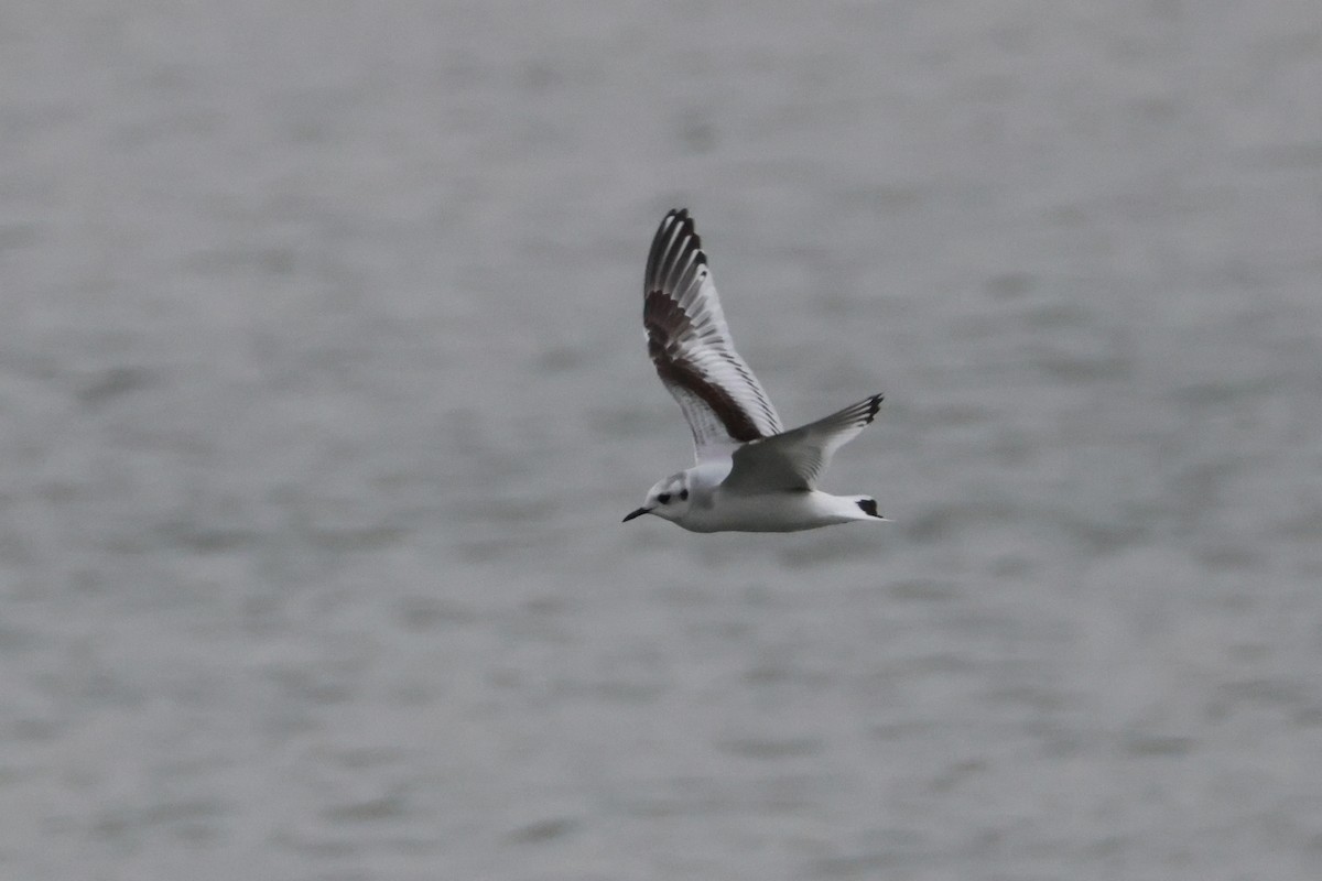 Little Gull - ML644951274