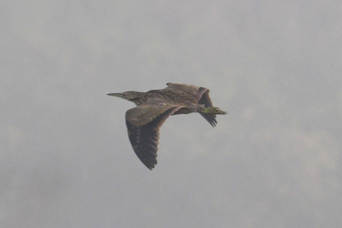 American Bittern - ML644951277