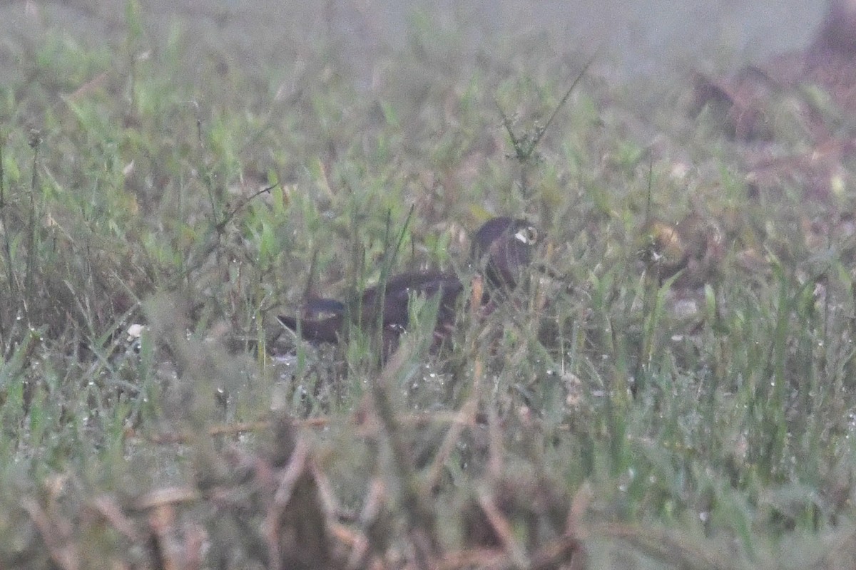 Wood Duck - ML644951286