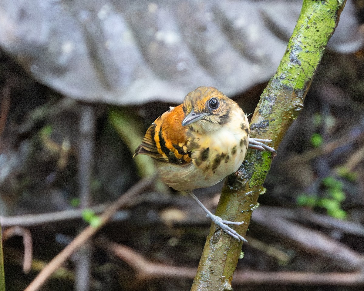 Spotted Antbird - ML644951288