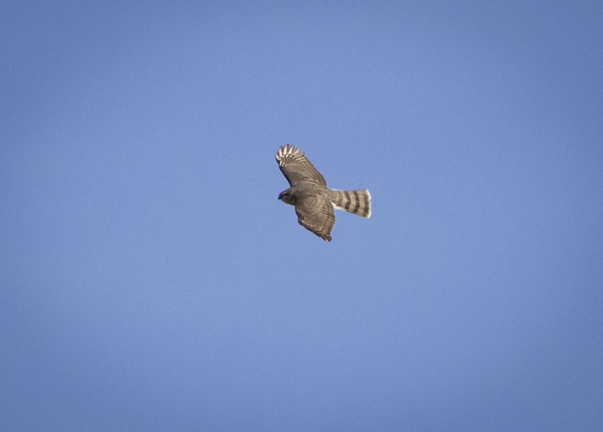 Sharp-shinned Hawk - ML644951300