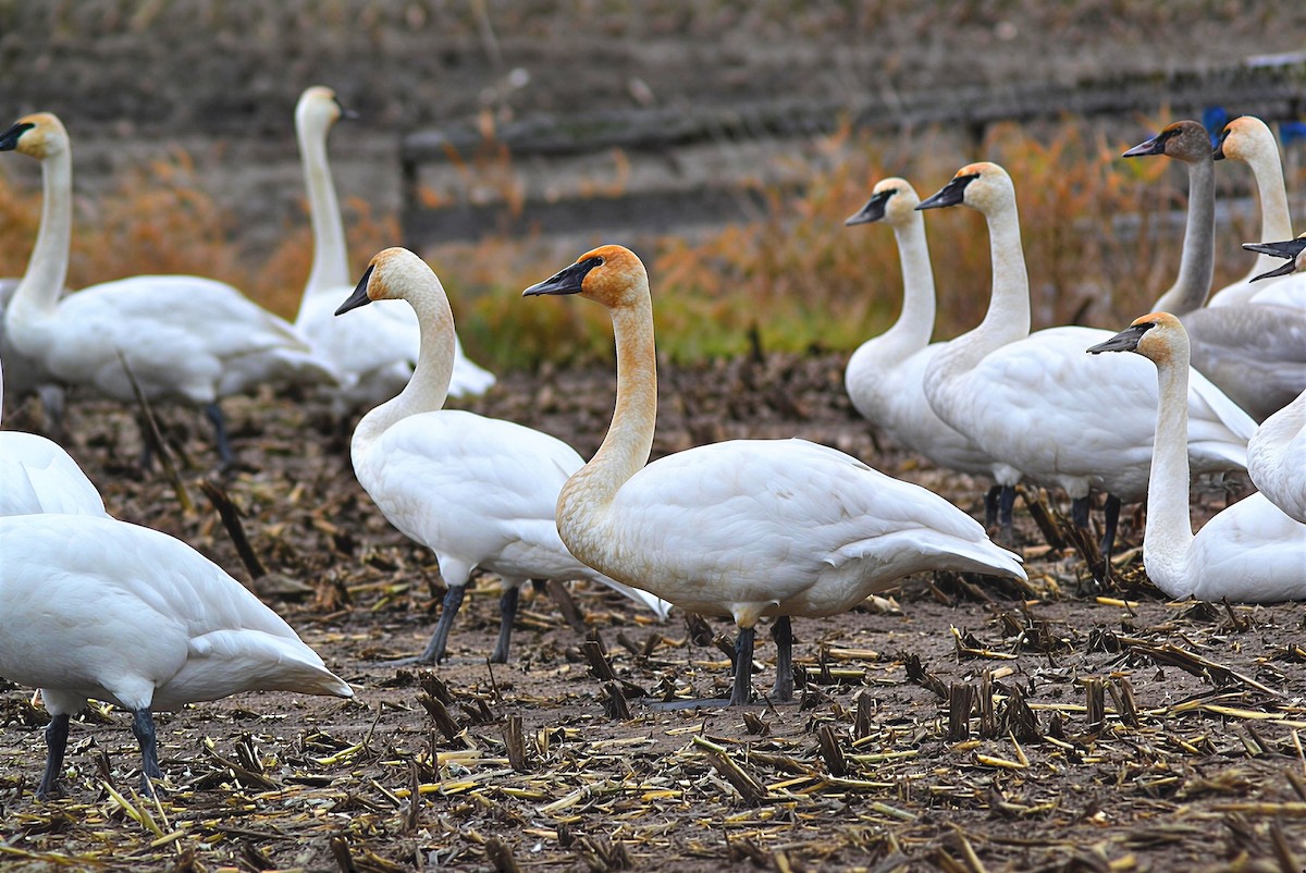 Trumpeter Swan - ML644951301