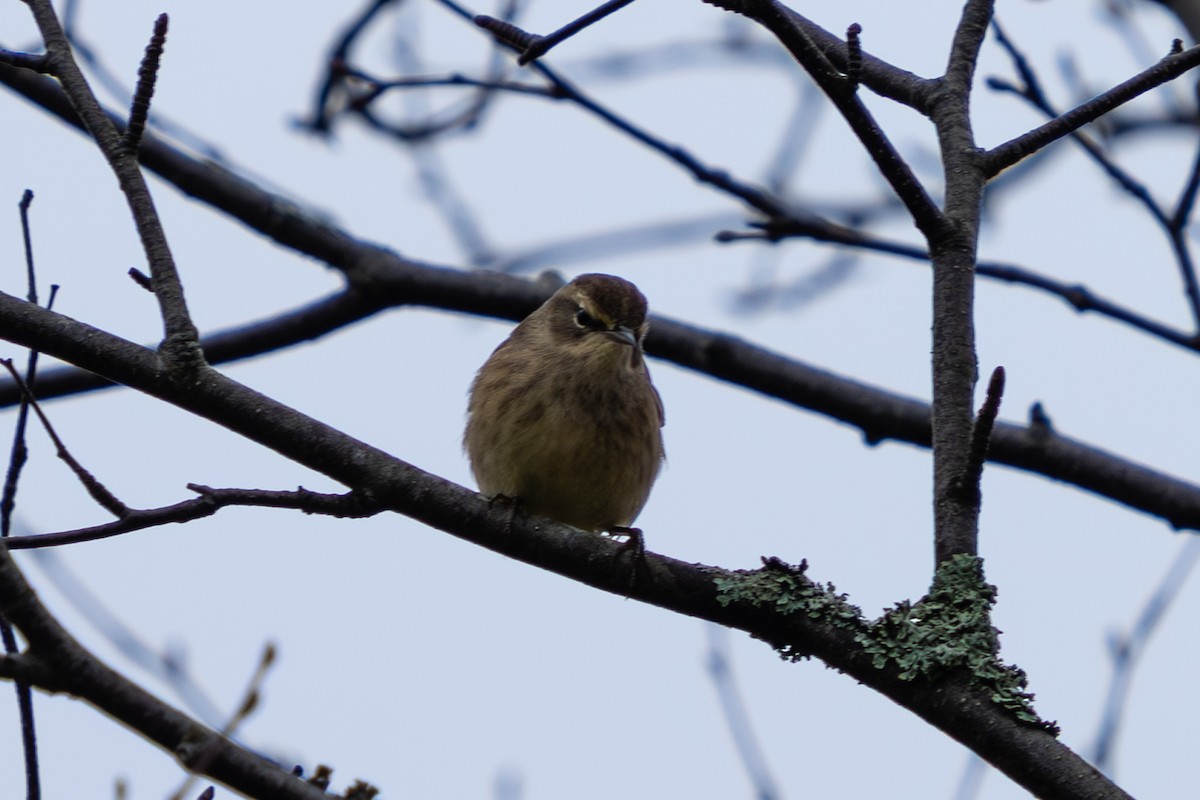 Palm Warbler - ML644951313