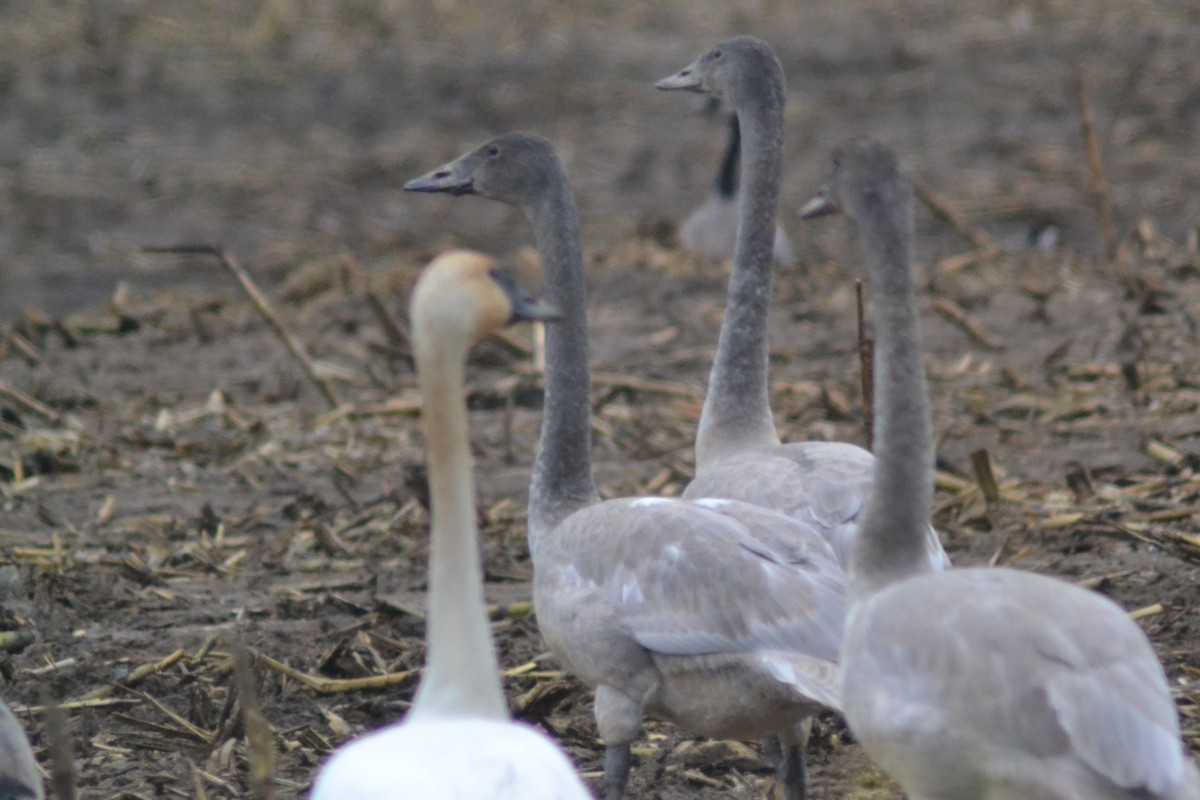 Trumpeter Swan - ML644951332