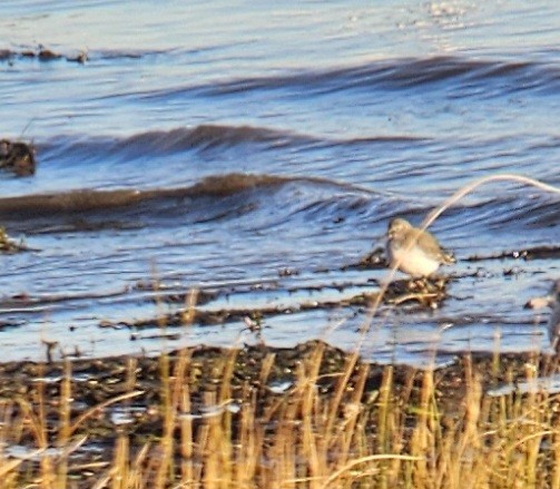 Dunlin - ML644951341