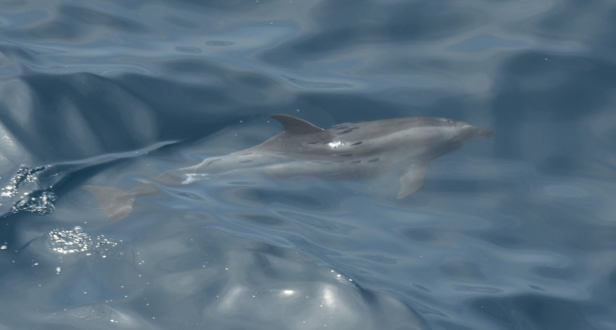 Mamíferos - ML644951344