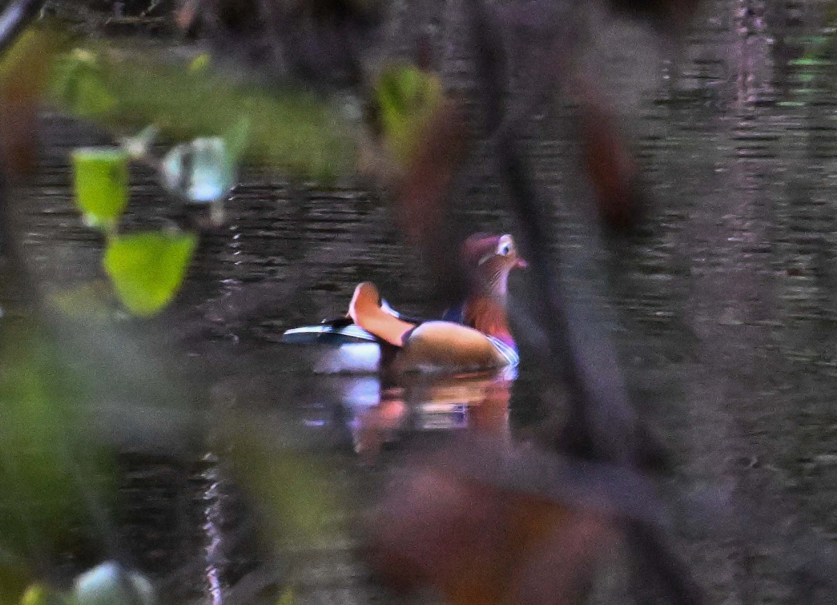 Mandarinente - ML644951346