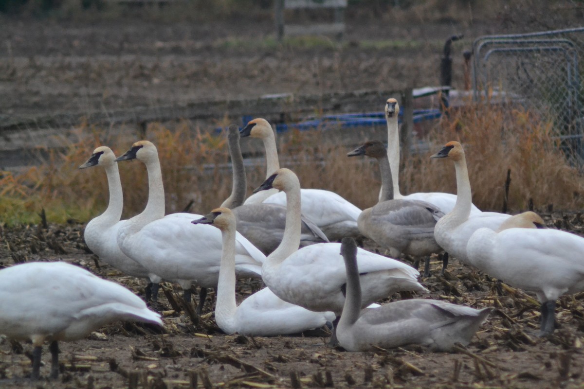 Trumpeter Swan - ML644951353
