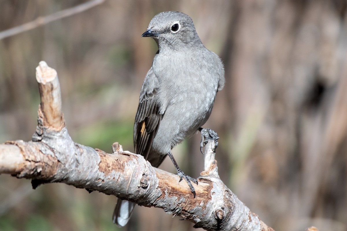 Townsend's Solitaire - ML644951361
