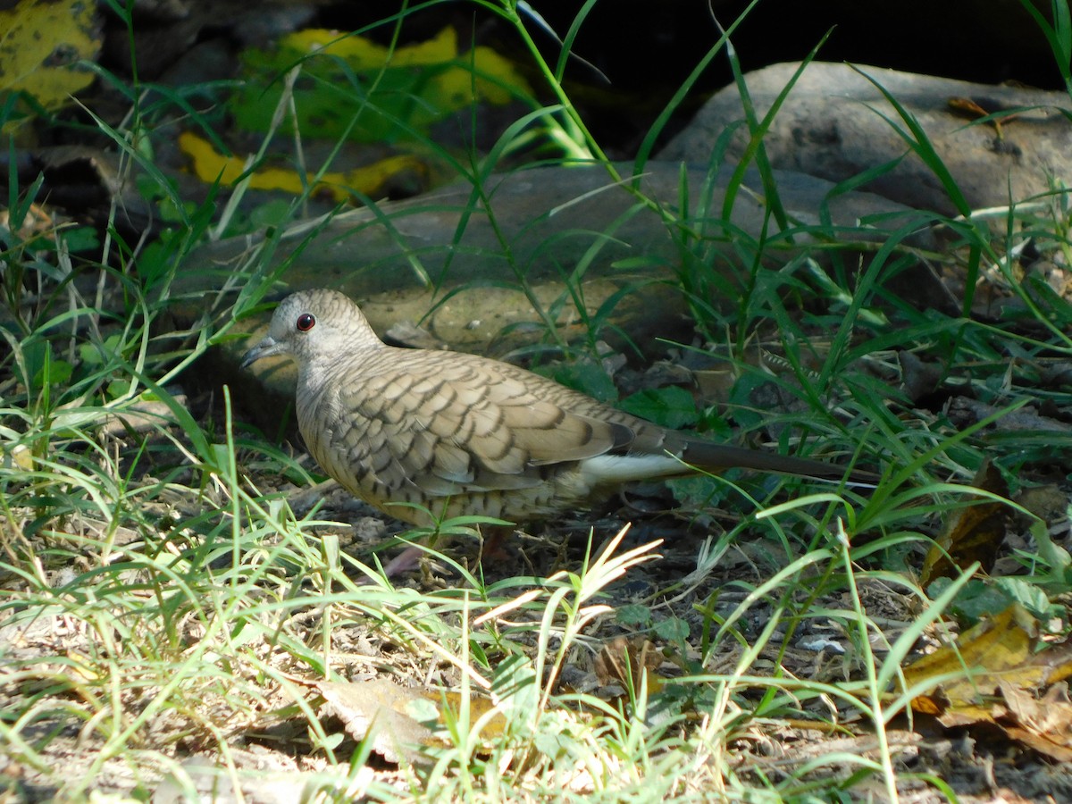 Inca Dove - ML644951362