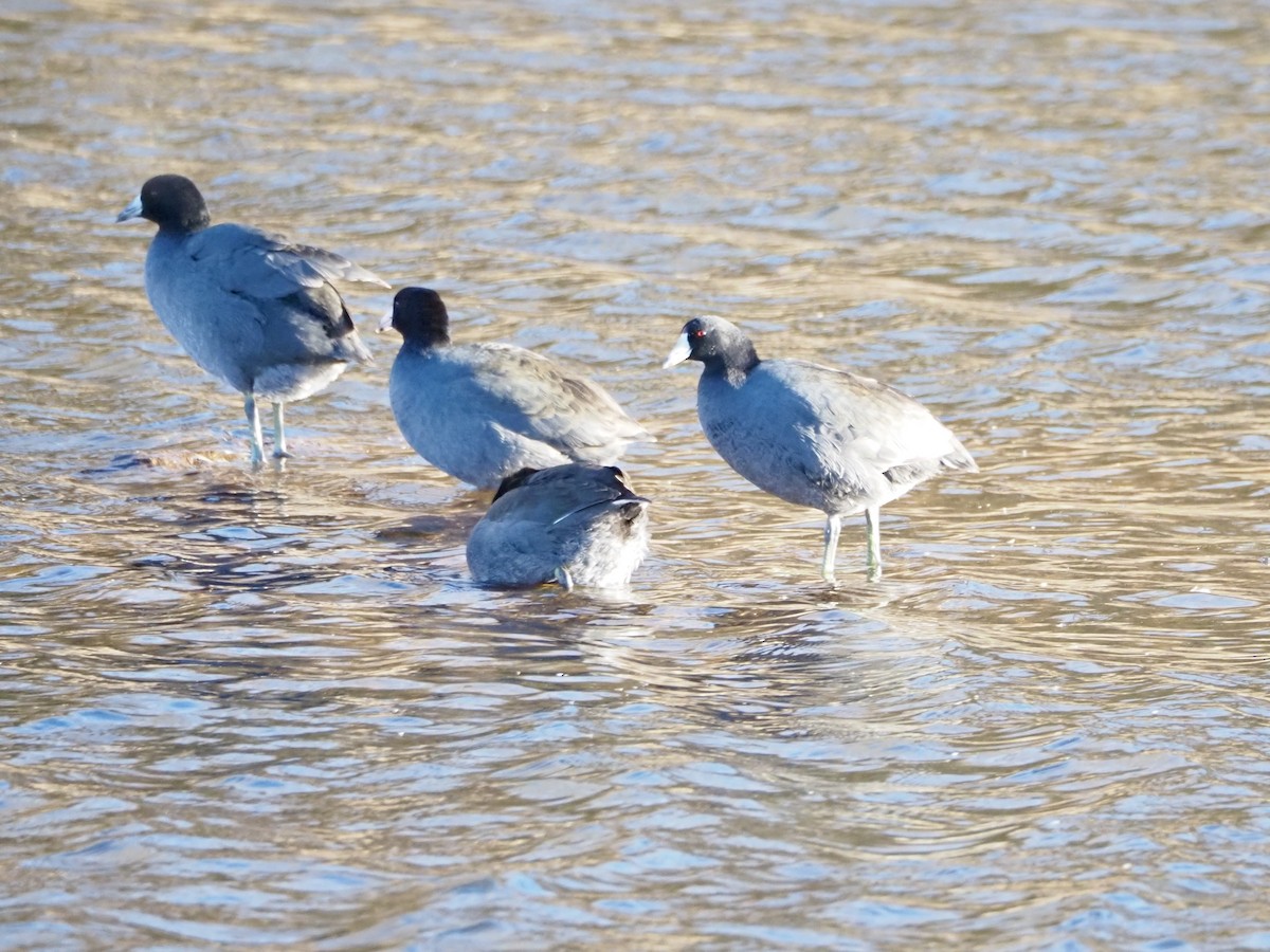 American Coot - ML644951365