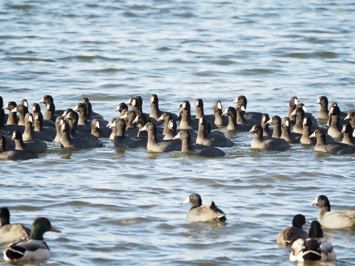 American Coot - ML644951366