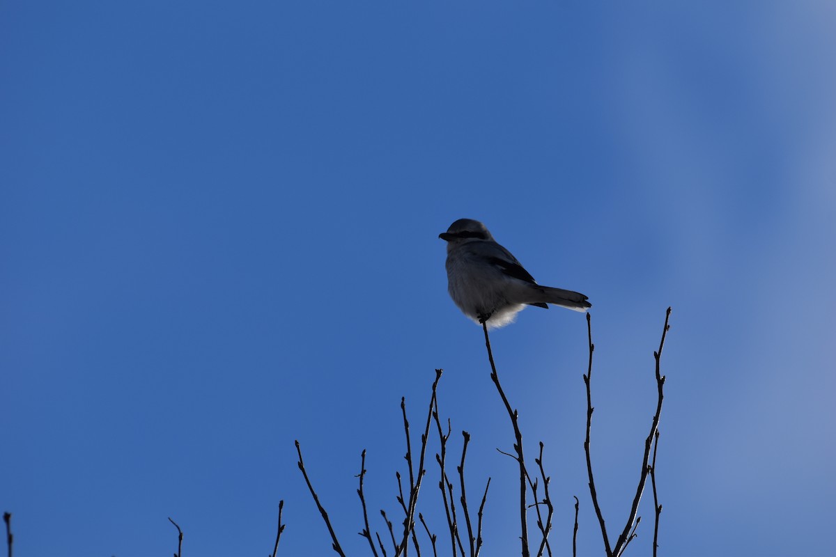 Northern Shrike - ML644951369
