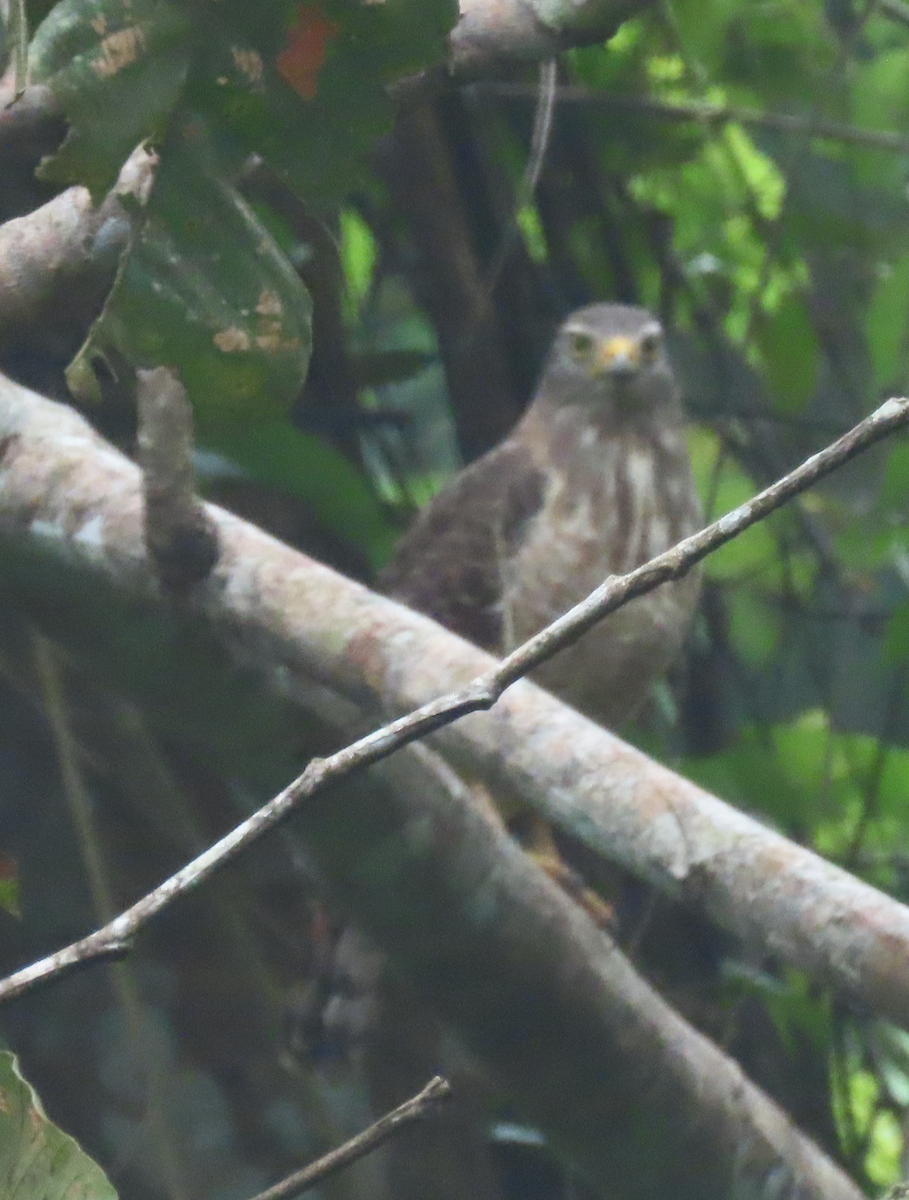 káně krahujová - ML644951370