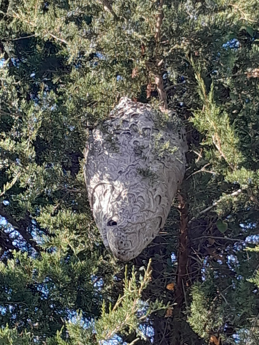 Animals - ML644951377