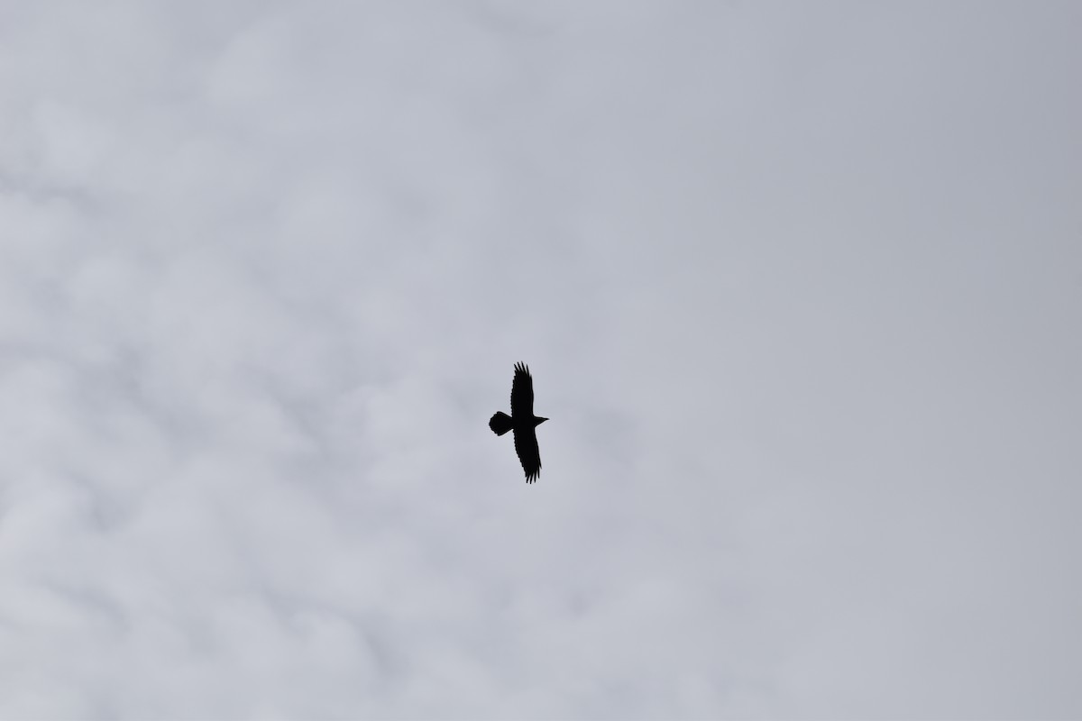 Common Raven - ML644951379