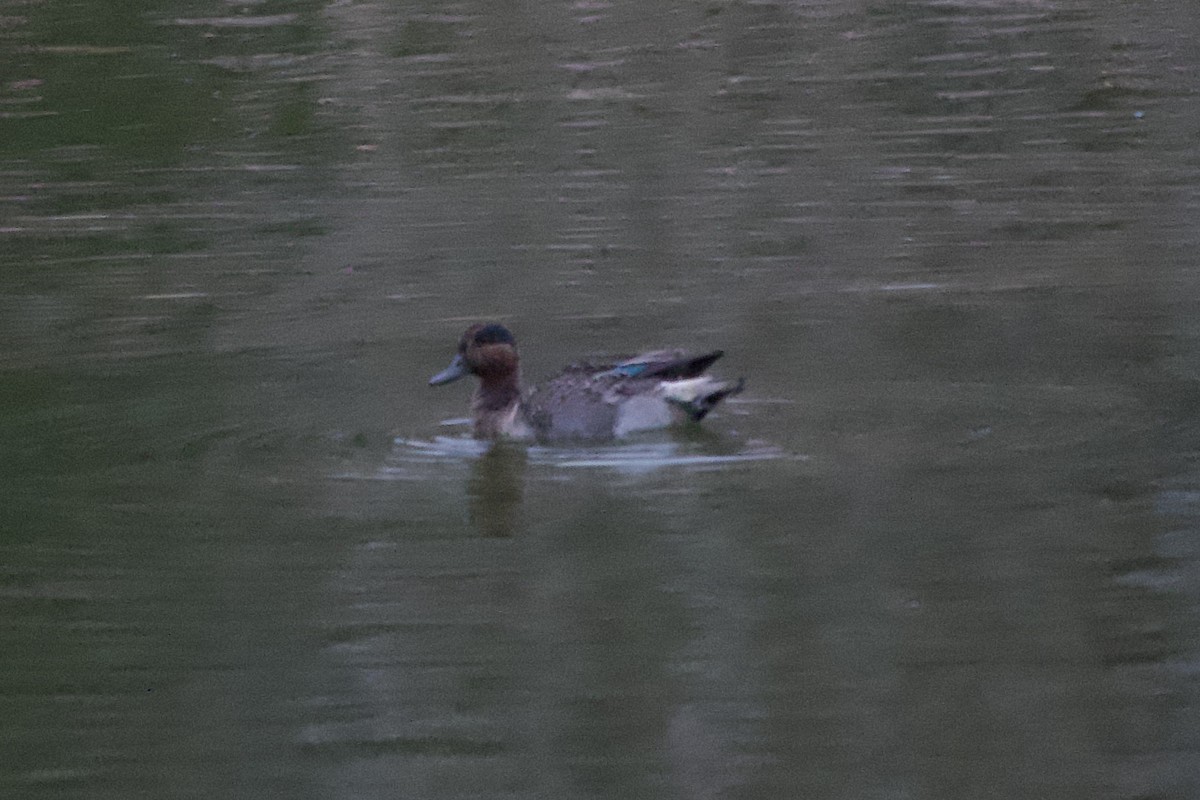 小水鴨 - ML644951388