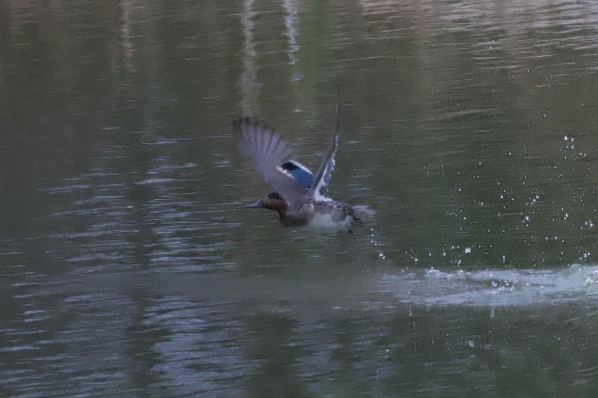 小水鴨 - ML644951389