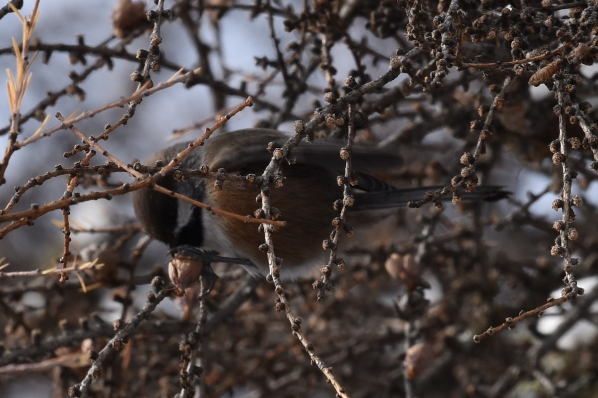 Boreal Chickadee - ML644951392