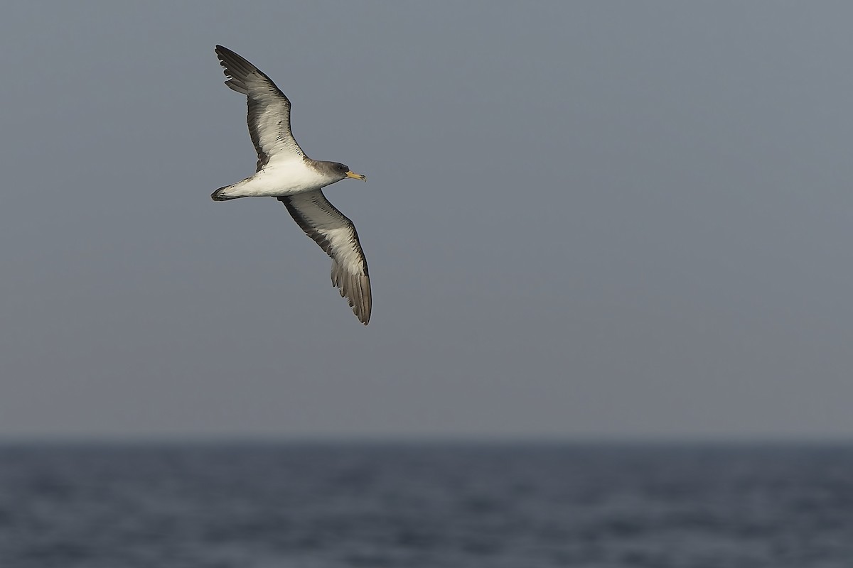Cory's Shearwater - ML644951393