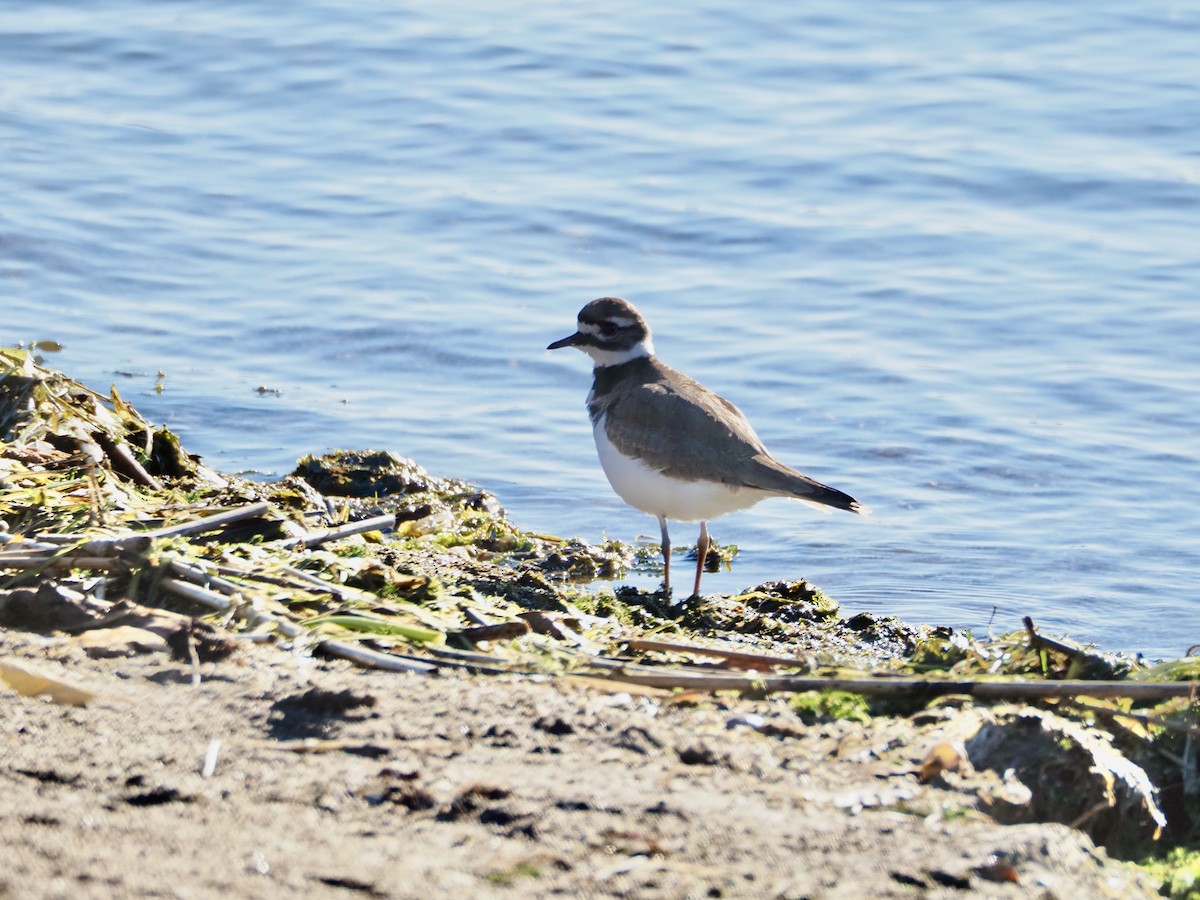 Killdeer - ML644951426