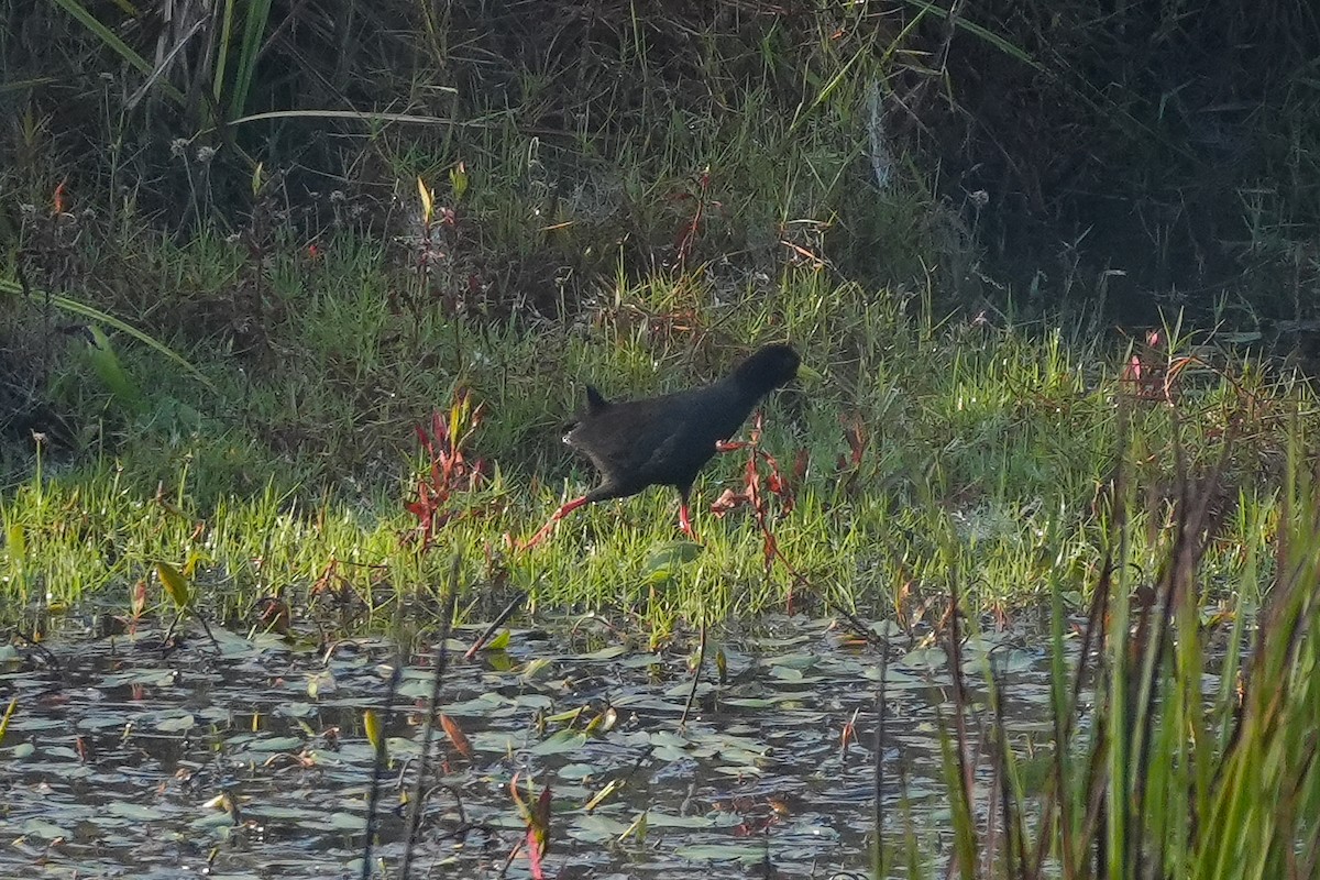 Black Crake - ML644951437