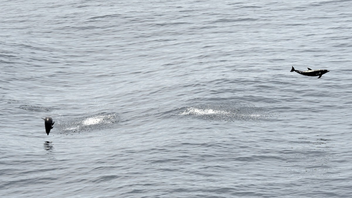 Mamíferos - ML644951439