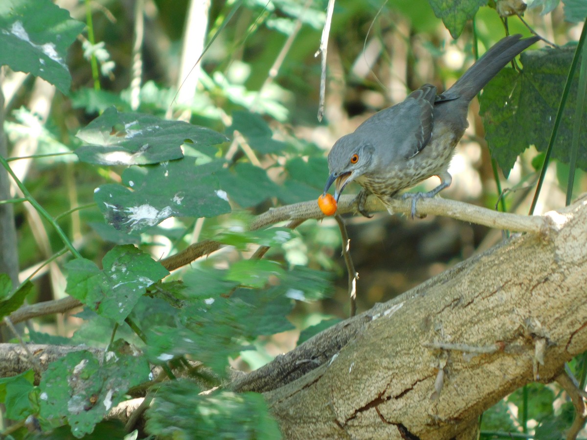 Curve-billed Thrasher - ML644951456