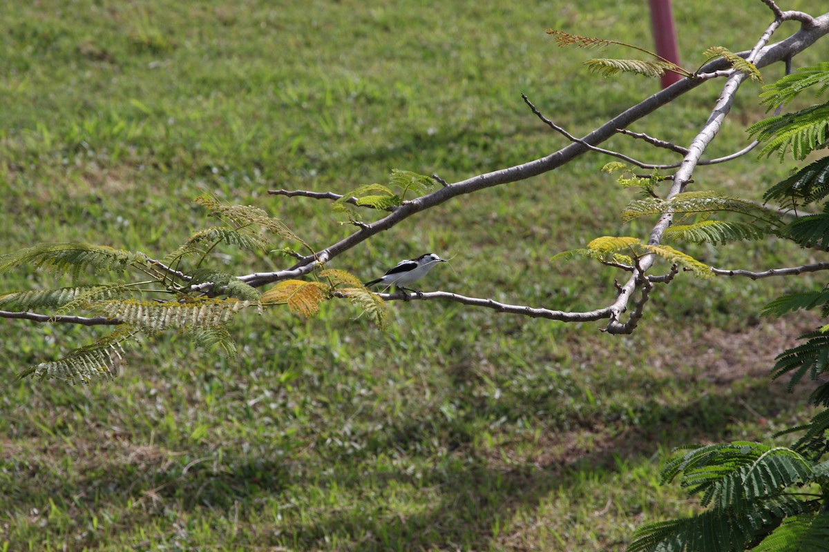 Moucherolle pie - ML644951490