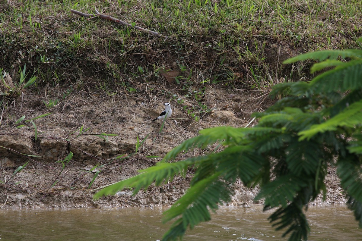 Moucherolle pie - ML644951492