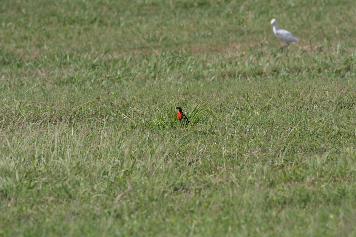 Red-breasted Meadowlark - ML644951502