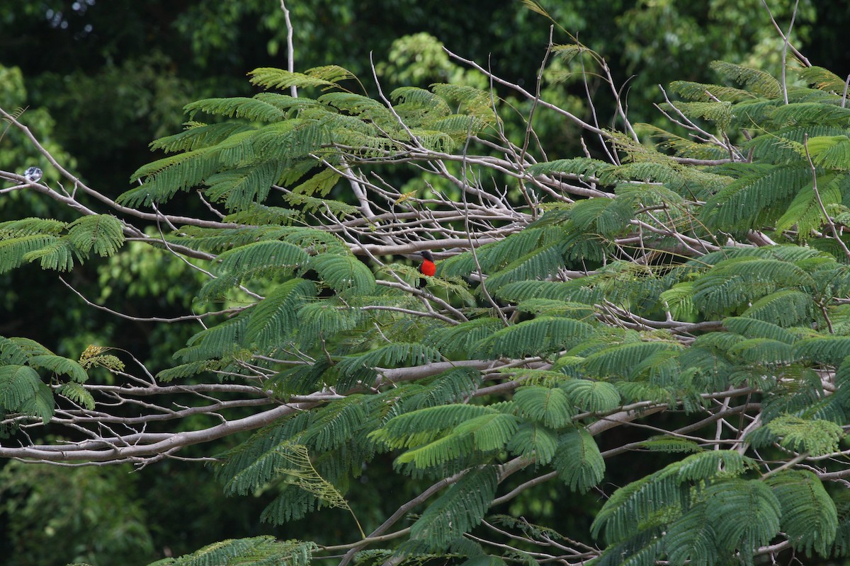 Red-breasted Meadowlark - ML644951503