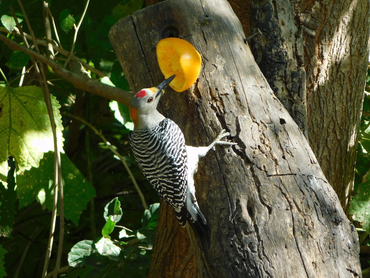 Golden-fronted Woodpecker - ML644951509