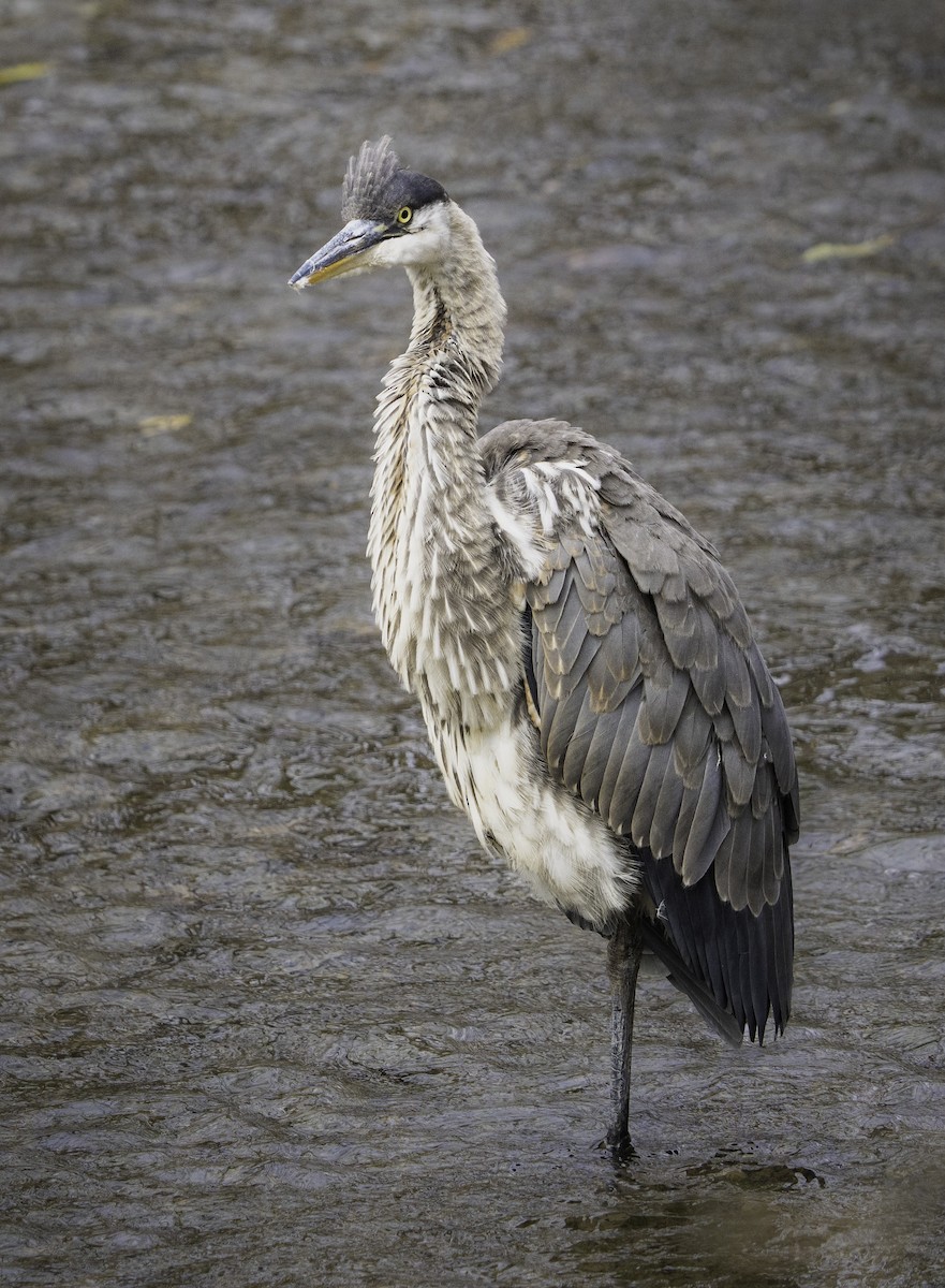 Great Blue Heron - ML644951510
