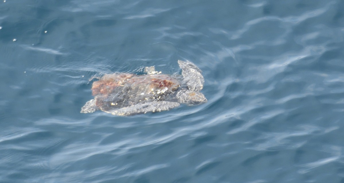 Tortugas marinas - ML644951518