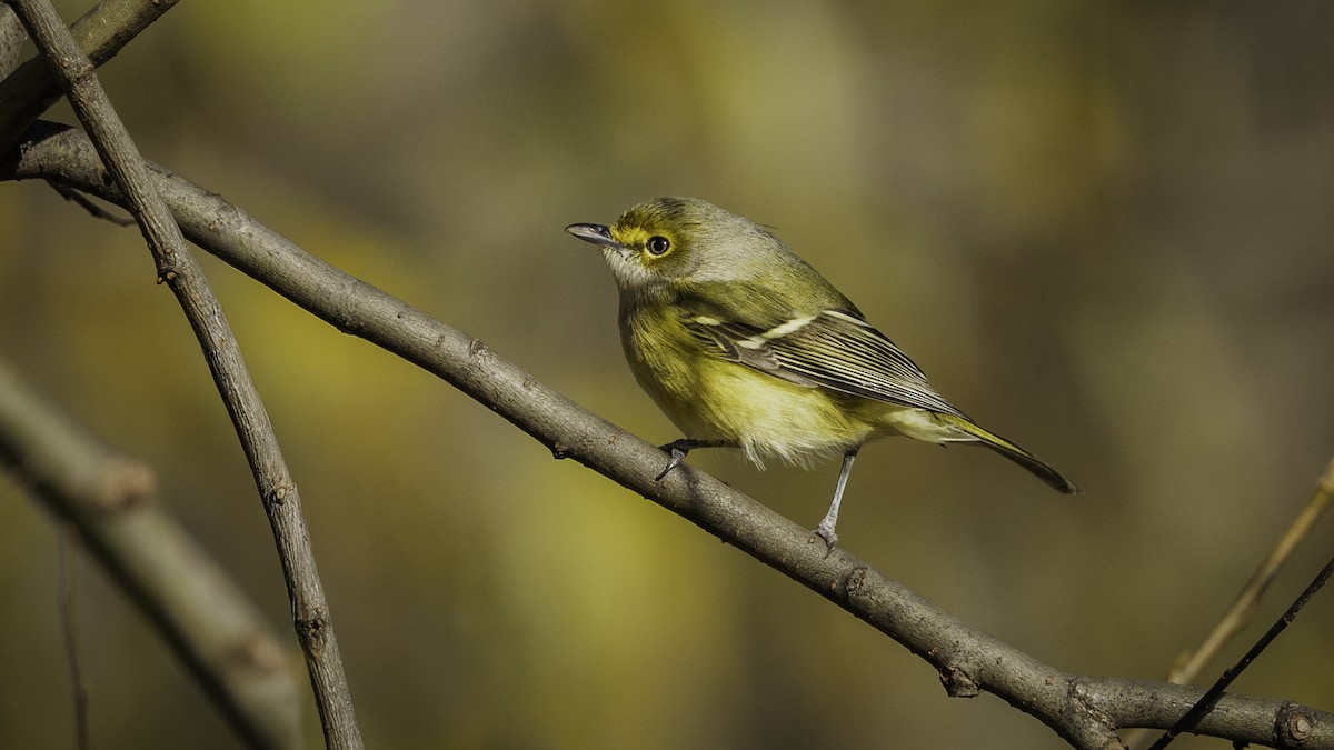 White-eyed Vireo - ML644951520