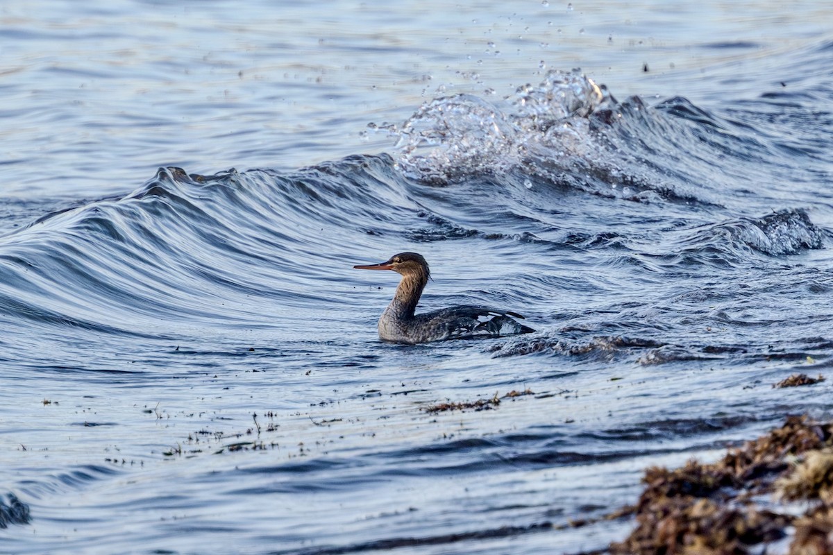 Red-breasted Merganser - ML644951581
