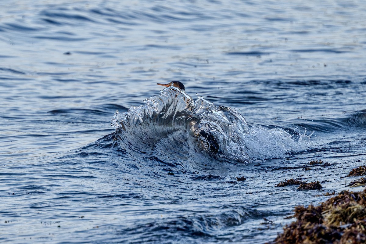 Red-breasted Merganser - ML644951582