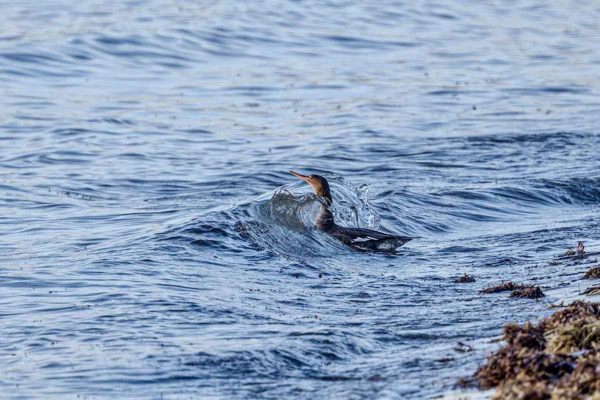 Red-breasted Merganser - ML644951583