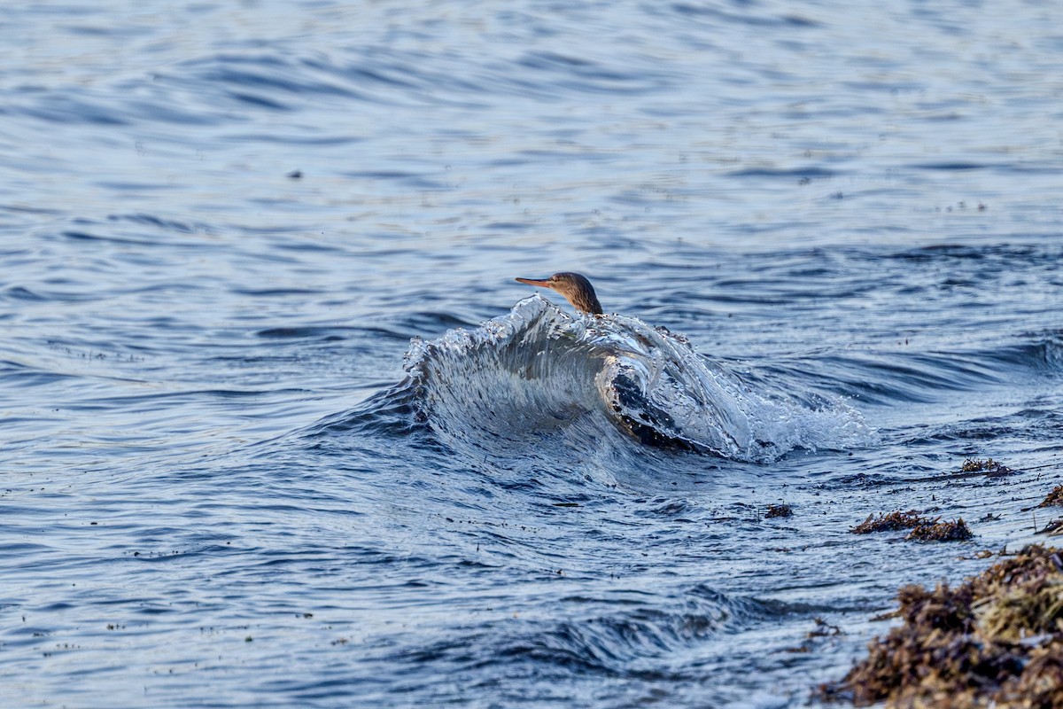 Red-breasted Merganser - ML644951584