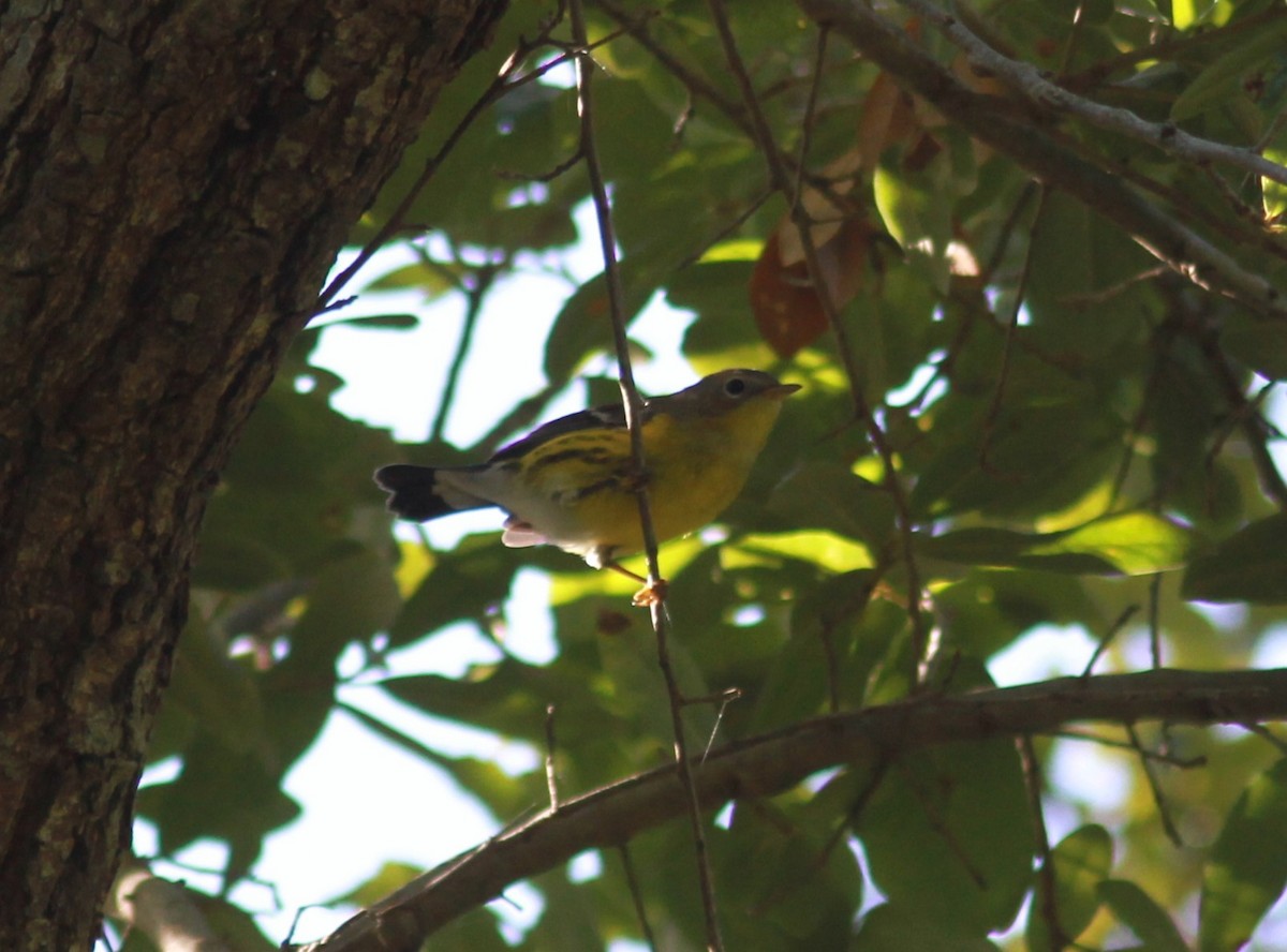 Magnolia Warbler - ML644951625