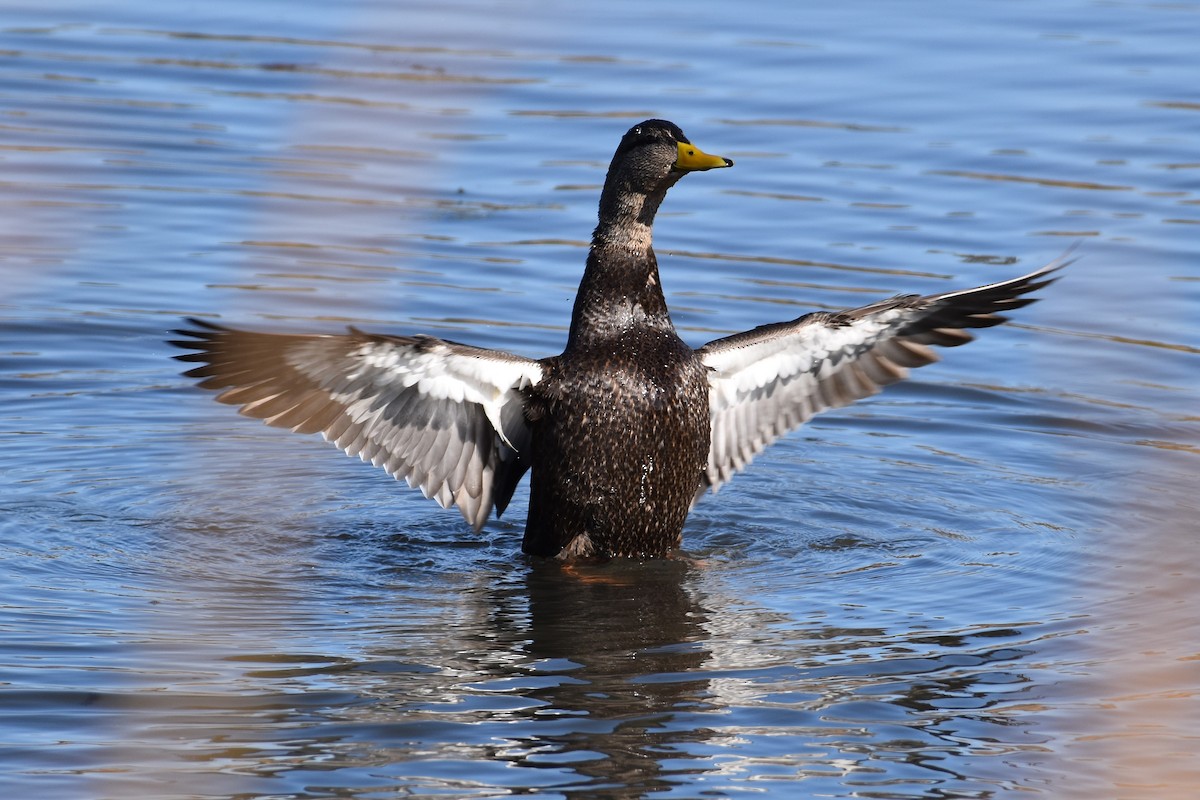 American Black Duck - ML644951629