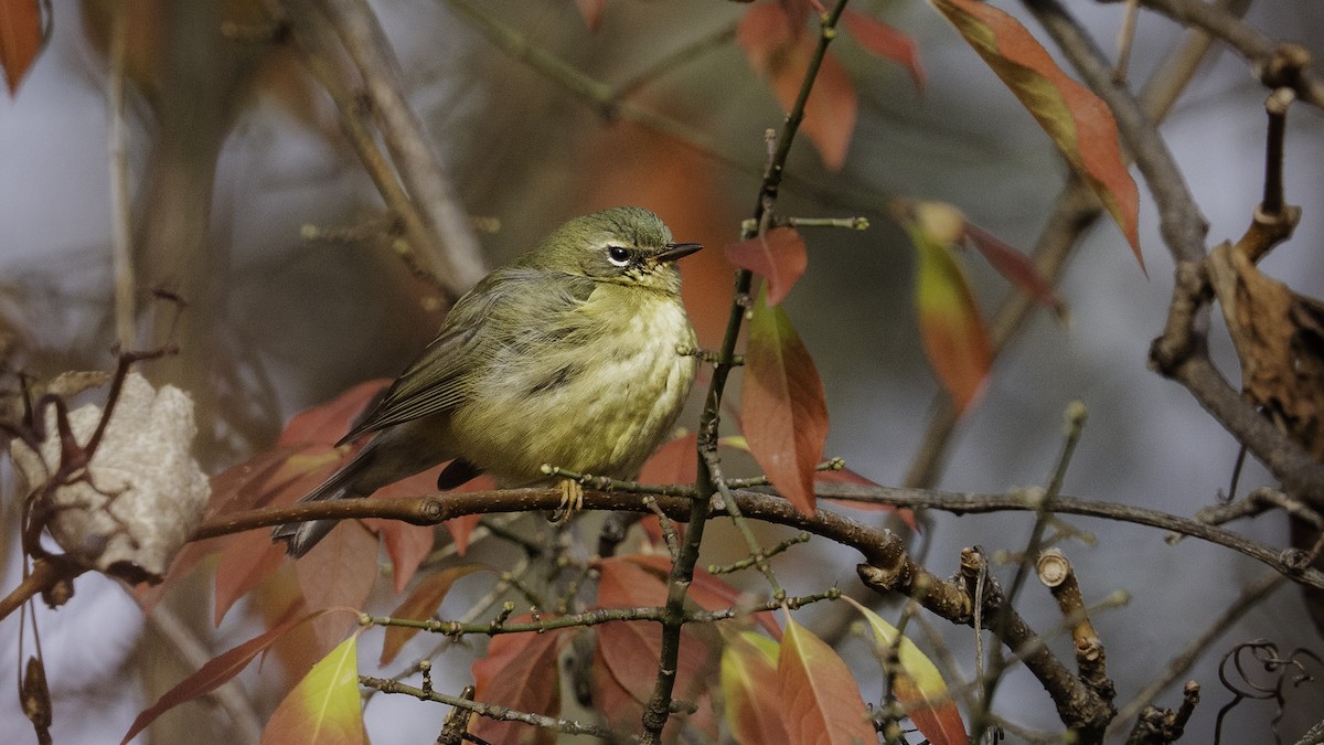 Black-throated Blue Warbler - ML644951636