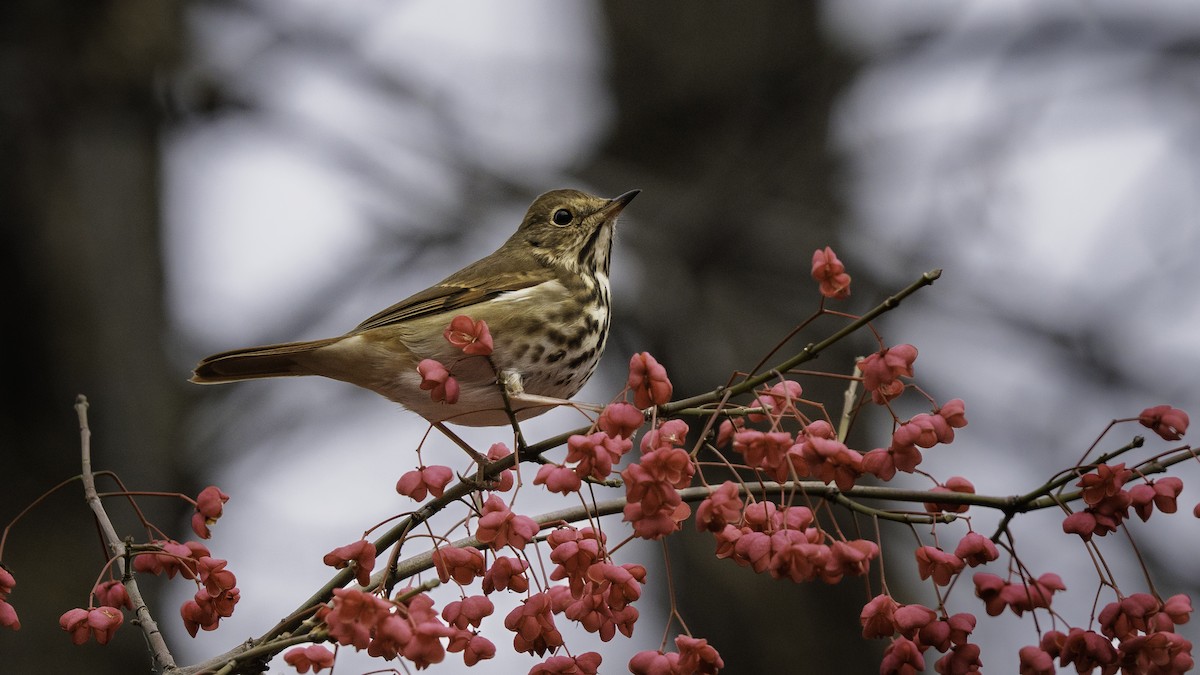 Hermit Thrush - ML644951641